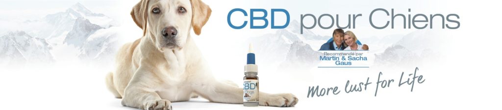 Huile CBD 4% pour Chiens - Cibapet